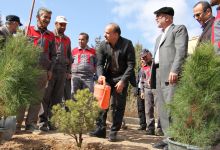 گزارش تصویری از آئیین درختکاری و تقدیر ازهمکاران فضای سبز دانشگاه